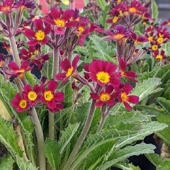 Primula vulgaris 'Oakleaf Magenta' - Oakleaf Magenta Primrose