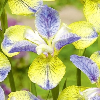 Iris sibirica PEACOCK TM 'Tipped in Blue' - Tipped in Blue Siberian Iris