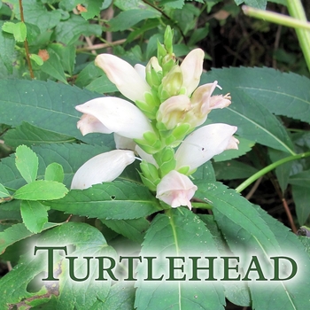 Chelone obliqua 'Alba' - White Turtlehead