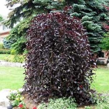 Fagus sylvatica 'Purple Fountain' - European Beech