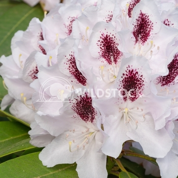 Rhododendron hybrid - Calsap