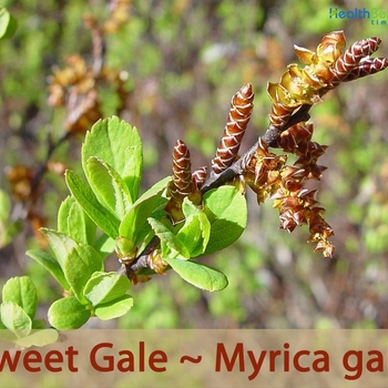 Myrica gale (Sweet Gale) - Sweet Gale