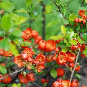 Chaenomeles x japonica - Flowering Quince