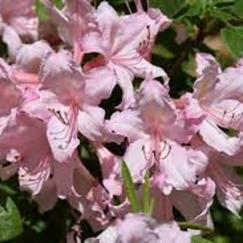 Rhododendron Northern Lights hybrid 'Candy Lights™' (Azalea) - Candy Lights™ Azalea