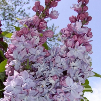 Syringa vulgaris 'Katherine Havemyer' - Katherine Havemyer Lilac