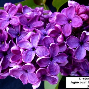 Syringa vulgaris 'Agincourt Beauty' (Lilac) - Agincourt Beauty Lilac