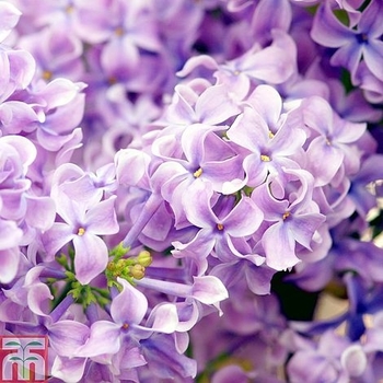 Syringa vulgaris 'Lavender Lady' (Lilac) - Lavender Lady Lilac
