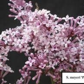 Syringa vulgaris 'Colby's Wishing Star' - Colby's Wishing Star Lilac