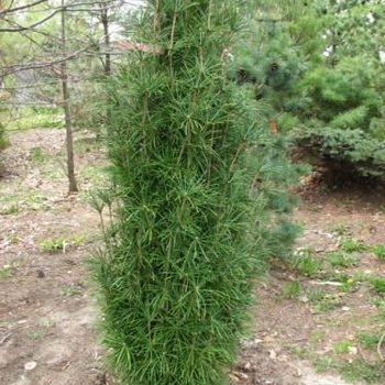 Sciadoputys verticillata 'Slim Jim' - Umbrella Pine