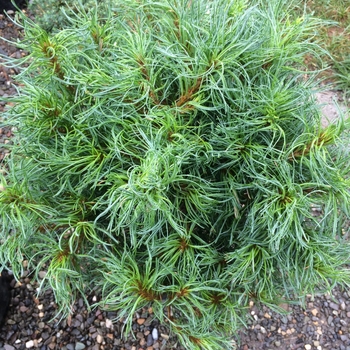 Pinus strobus 'Torulosa' - Mega Twist' Eastern White Pine