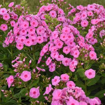 Phlox paniculata (Garden Phlox) - Luminary™ 'Prismatic Pink'
