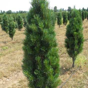 Pinus strobus 'Stowe Pillar' (Eastern White Pine) - Stowe Pillar Eastern White Pine
