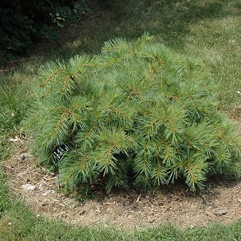 Pinus strobus 'Shaggy Dog' - Dwarf Eastern White Pine