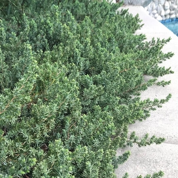 Juniperus conferta 'Blue Pacific' - Blue Pacific Juniper