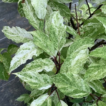 Hydrangea paniculata 'Yuki Gessho' - Vareigated Mottled Panicle Hydrangea