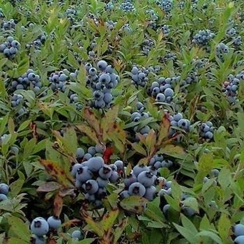 Vaccinium angustifolium 'Burgundy' (Wild Lowbush Blueberry) - Burgundy Wild Lowbush Blueberry