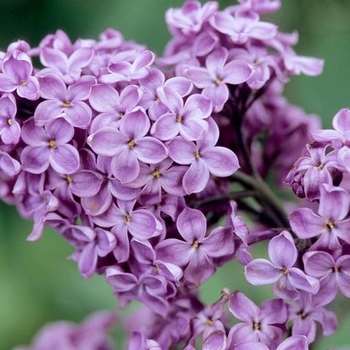Syringa 'Declaration' (Lilac) - Declaration Lilac