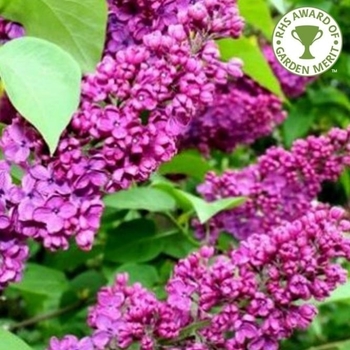 Syringa vulgaris 'Charles Joly' (Lilac) - Charles Joly Lilac