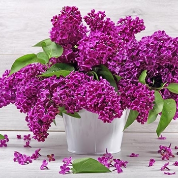 Syringa vulgaris 'Monge' (Lilac) - Monge Lilac