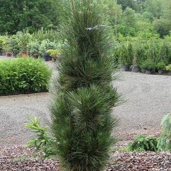 Pinus nigra 'Arnolds Sentinal' - 'Arnold Sentinel' Austrian Pine