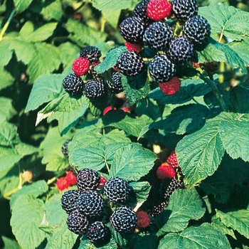 Rubus 'Bristol' - Bristol Black Raspberry