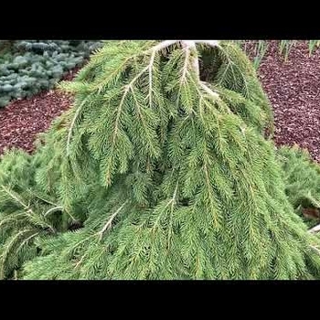 Picea abies 'Formanek' (Formanek Norway Spruce) - Formanek Formanek Norway Spruce