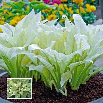 Hosta - ''White Feather'' Hosta, Plantain Lily