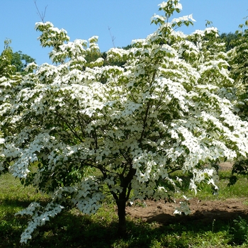 Cornus kousa chinensis - Chinese Flowering Dogwood