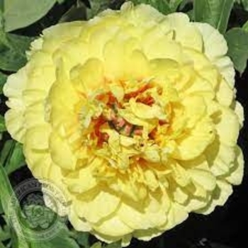 Paeonia x ITOH 'Garden Treasure' - Garden Pleasure ITOH Hybrid Peony