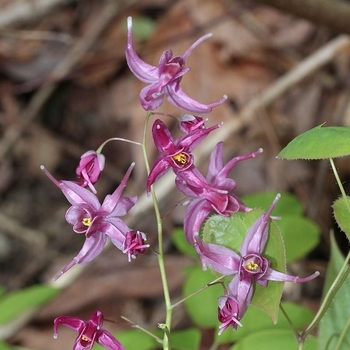 Epimedium grandiflorum Pierre's Purple - Pierre's Purple Barrenwort