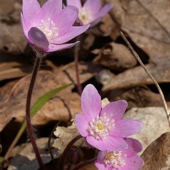 Hepatica acutiloba pink - Sharp-lobed Liverwort