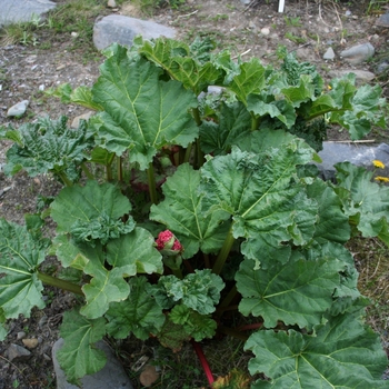 Rheum australe - Himalayan Rhubarb