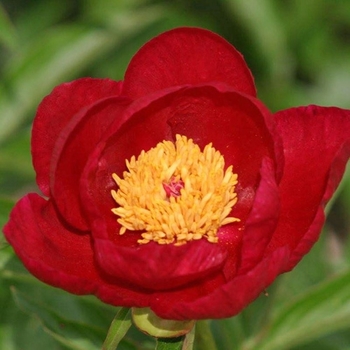 Paeonia lactiflora 'Crimson Classic' - Crimson Classic Peony