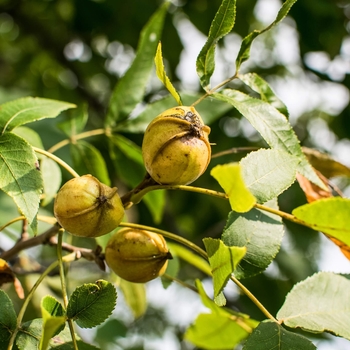 Carya cordiformis - Bitternut, Yellow bud Hickory