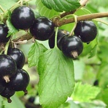 Ribes nigra 'Beloarusskaya' - Belorusskaya Black Currant