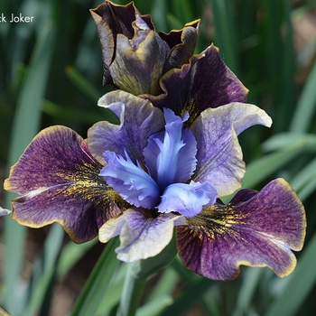 Iris sibirica (Siberian Iris) - Peacock Butterfly® 'Black Joker'