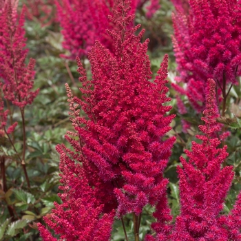 Astilbe ch. 'Lowlands Ruby Red' - Lowlands Ruby Red Astilbe