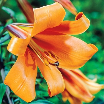Lilium aurelian 'African Queen' - African Queen Lily