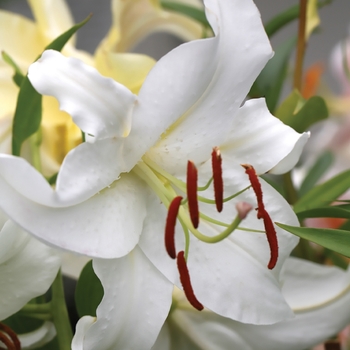 Lilium orientalis 'Casablanca' - Oriental Lily Casablanca