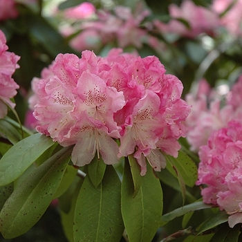 Rhododendron hybrid - Holden's Pink