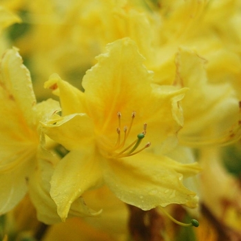 Rhododendron 'Lemon Twist' - Lemon Twist Azalea