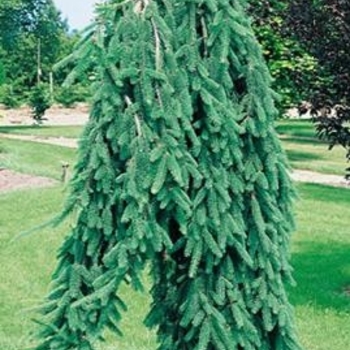 Picea abies 'Inversa 'Pendula' - Weeping Norway Spruce