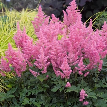 Astilbe simplicifolia 'Pretty in Pink' - Astilbe-Dwarf Pink