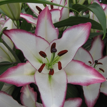 Lilium - 'The Edge' Oriental Lily