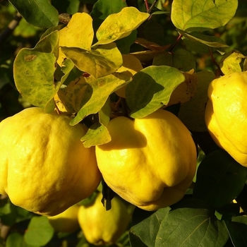Cydonia oblongata ''Riches'' - Riches Fruiting Quince