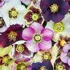 Hellebores