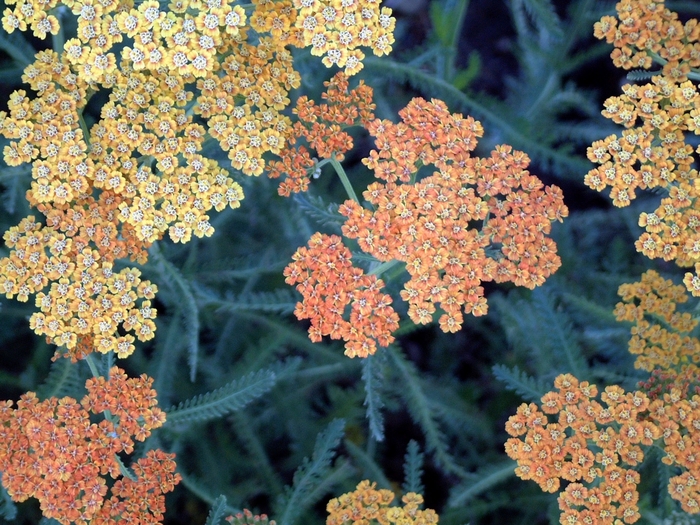 Terra Cotta Yarrow - Achillea 'Terra Cotta' from E.C. Brown's Nursery