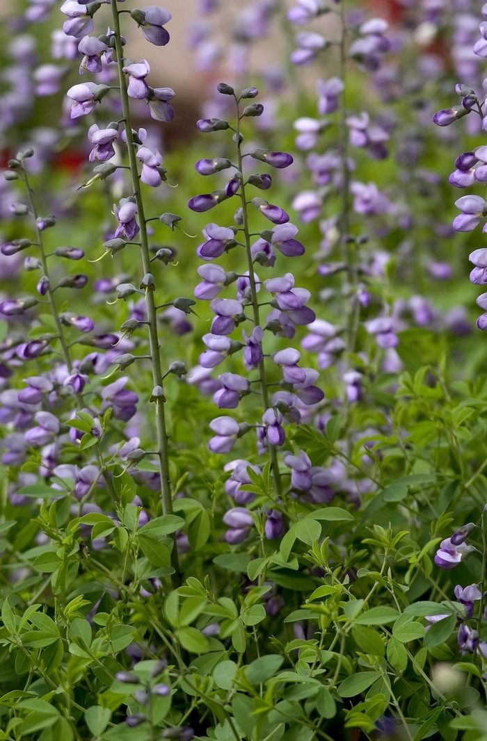 Monkshood - Aconitum napellus from E.C. Brown's Nursery