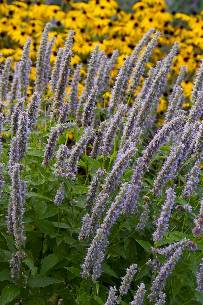 Anise Hyssop - Agastache 'Blue Fortune' from E.C. Brown's Nursery Anise Hyssop - Agastache 'Blue Fortune' from E.C. Brown's Nursery