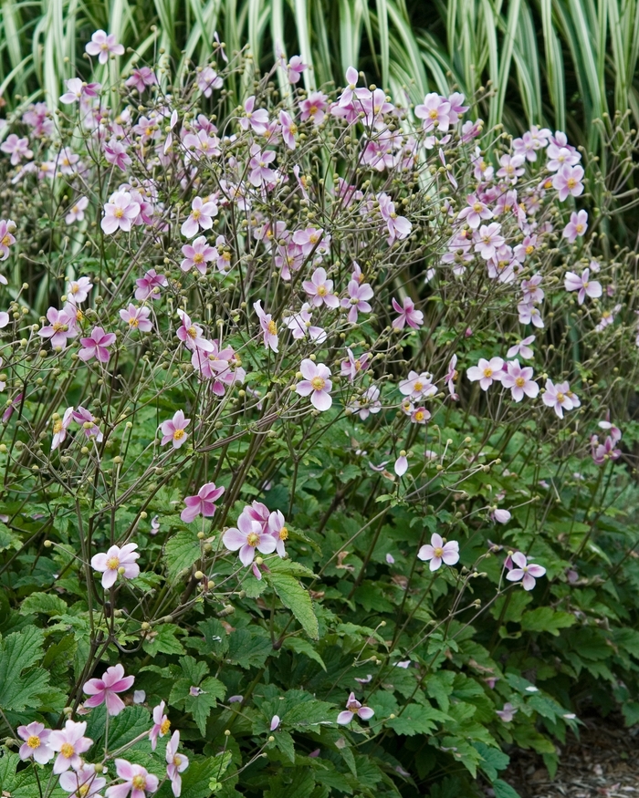 Anemone-Grape Leaf - Anemone tomentosa 'Robustissima' from E.C. Brown's Nursery